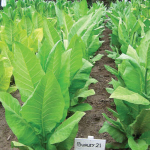 Burley Tobacco Seeds for sale in the Philippines