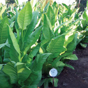 Havana tobacco seeds for cigars