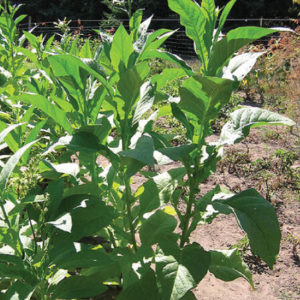 Tobacco seeds from the Virginia Bright Leaf family