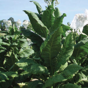A tasty variety from the Virginia Tobacco seed family