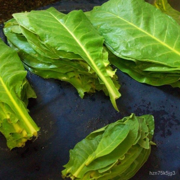 native tobacco leaves after they have been picked