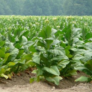 fields of native tobacco growing