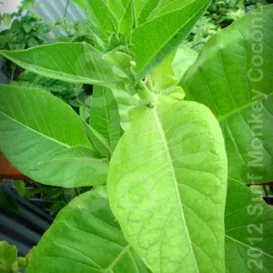 Tobacco seeds mixpack Philippines