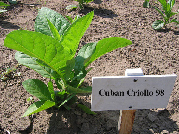 Cuban Criollo 98 Tobacco Seeds - Image 3