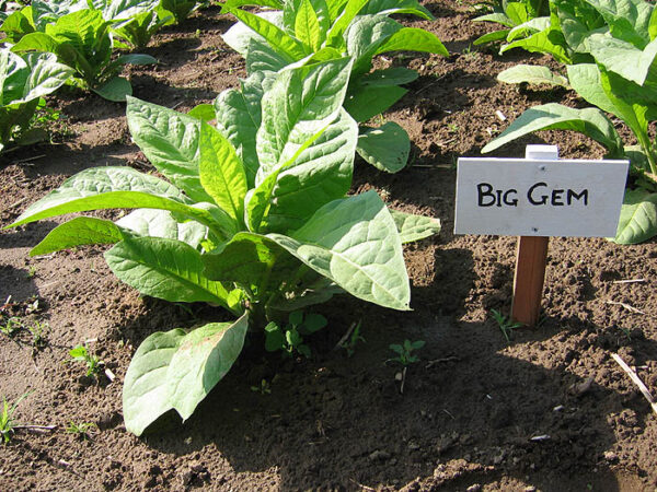 Big Gem Tobacco Seeds - Image 3