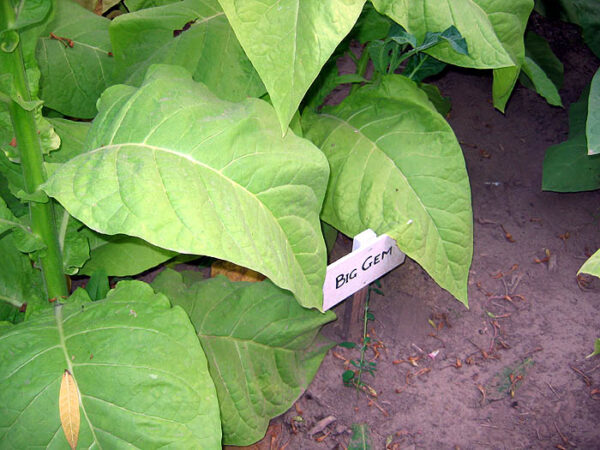 Big Gem Tobacco Seeds - Image 4