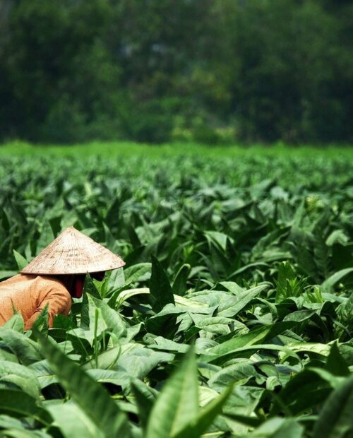 Filipino Tobacco Farming Practice's